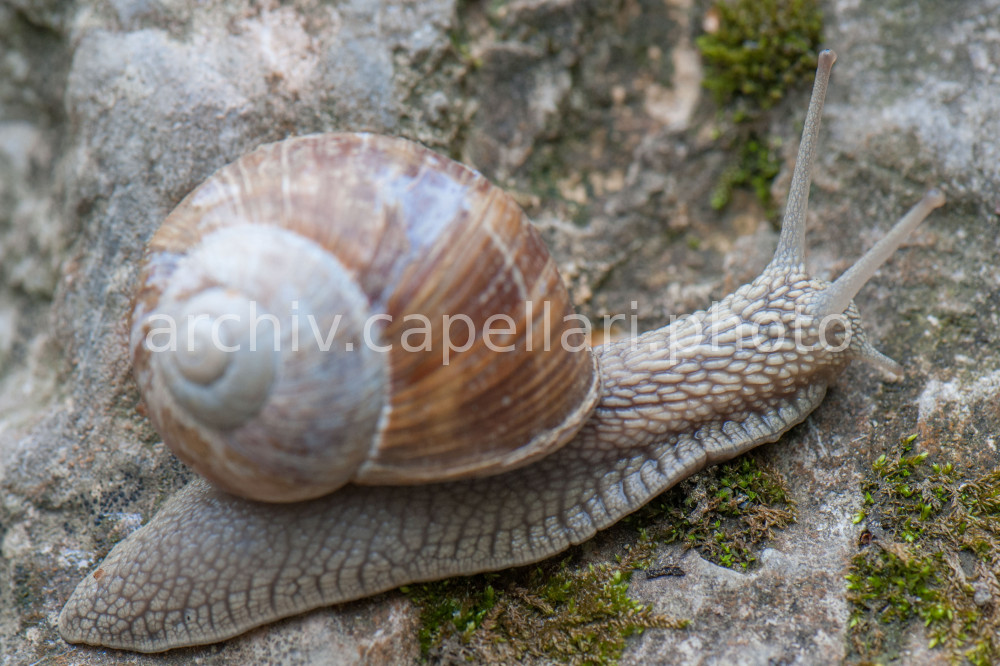 Preview Manuel_Capellari_CAP0905161304325656.jpg