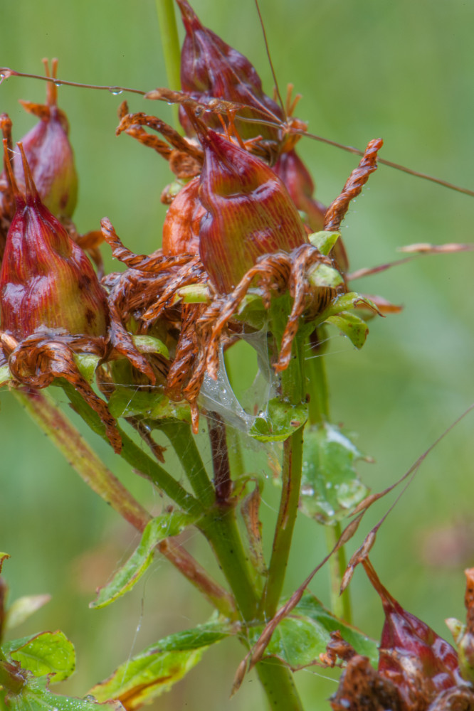 Preview Manuel_Capellari_CAP1006296.jpg