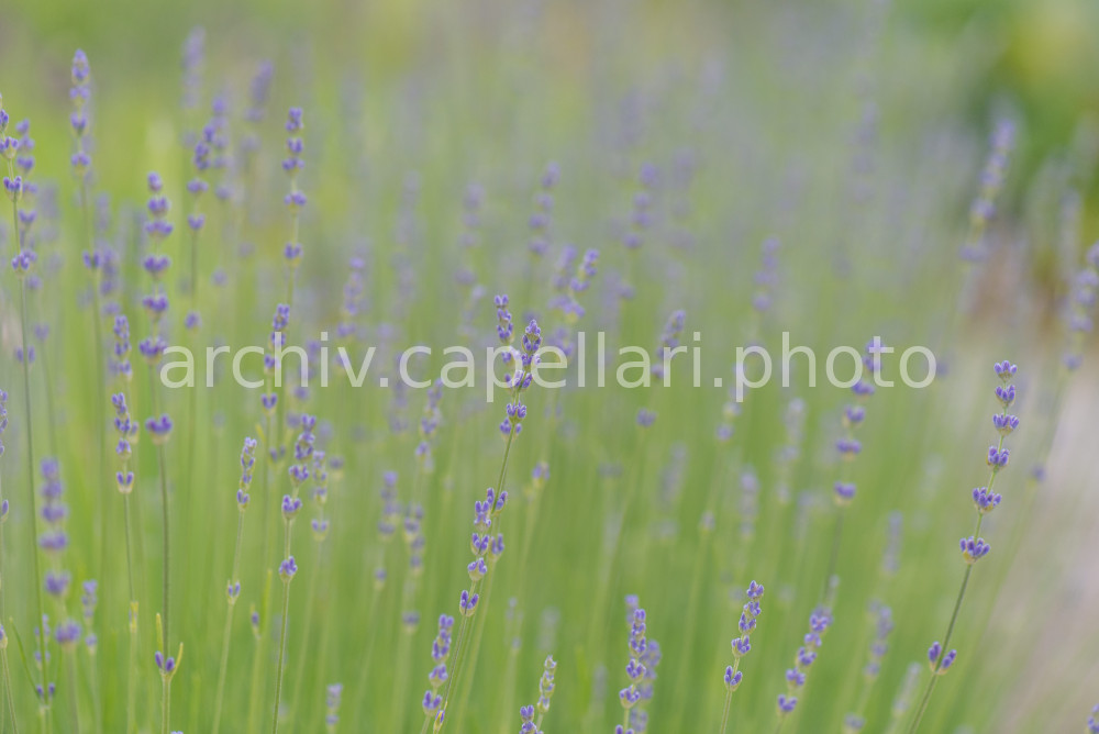 Preview Manuel_Capellari_CAP130623153140224224.jpg