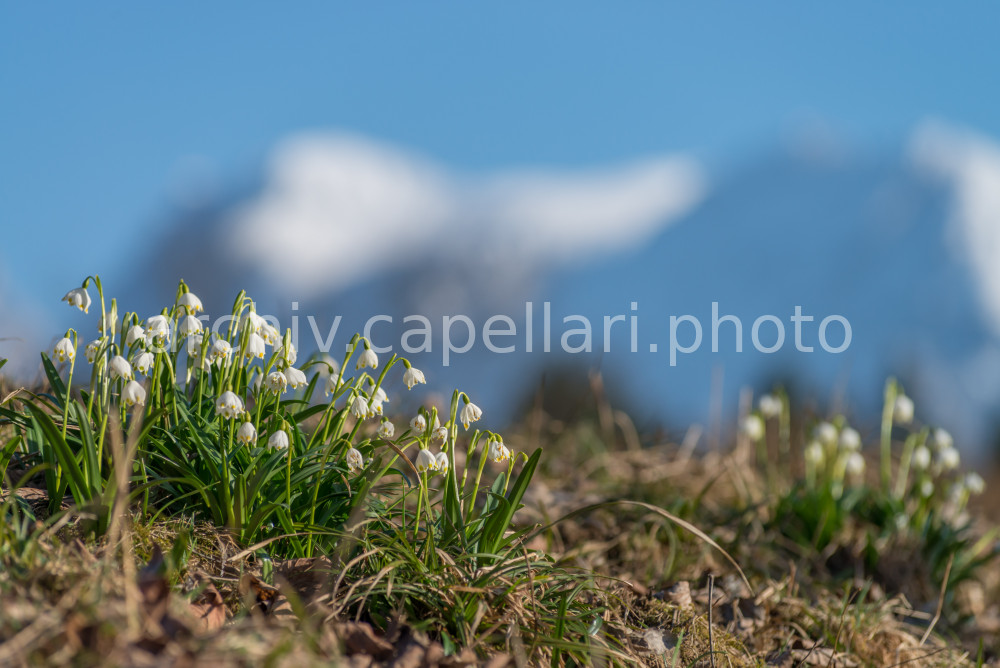 Preview Manuel_Capellari_CAP140309161400262262.jpg