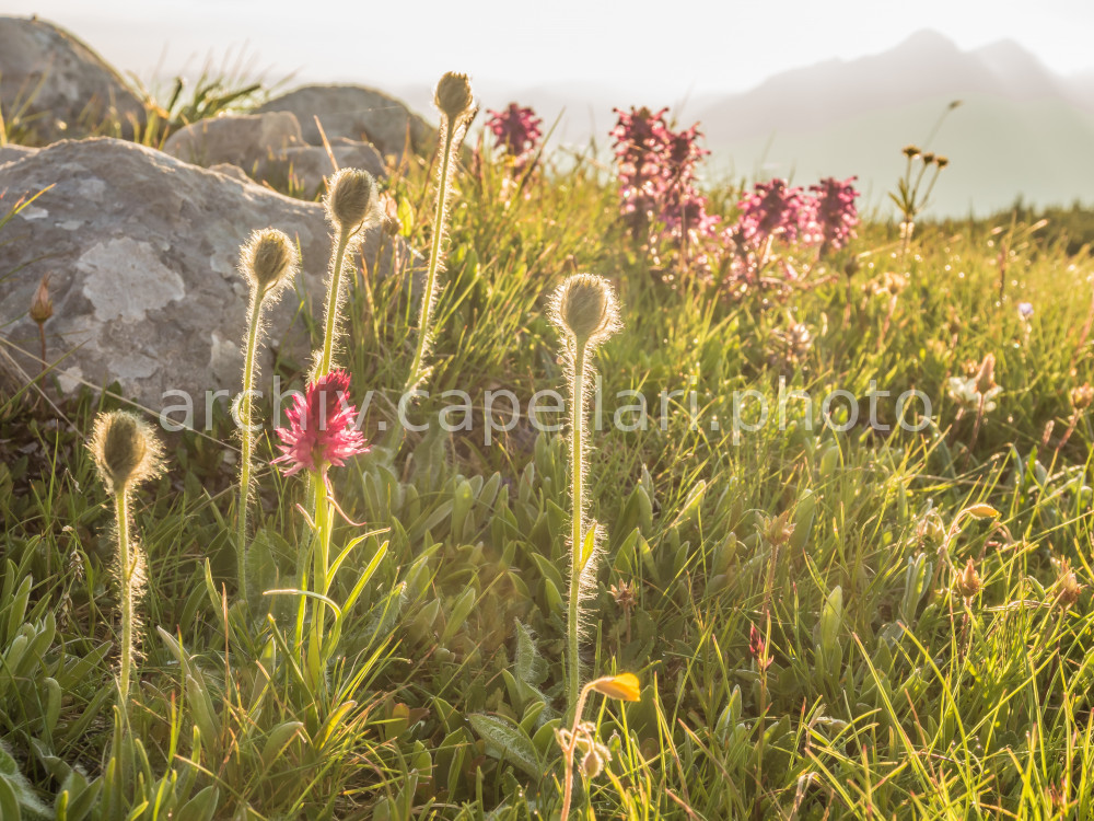 Preview Manuel_Capellari_CAP160702061736371371.jpg