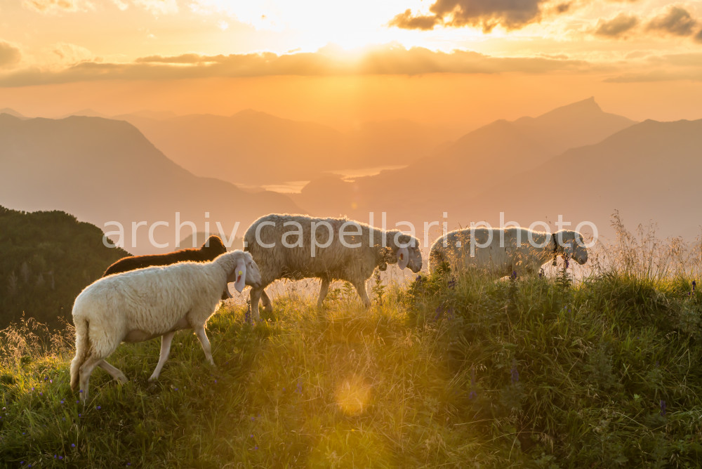 Preview Manuel_Capellari_CAP160814200006384384.jpg