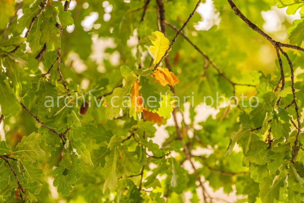 Preview Manuel_Capellari_CAP18092313072910441044.jpg