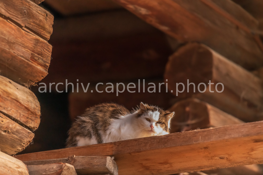 Preview Manuel_Capellari_CAP19100608474314171417.jpg