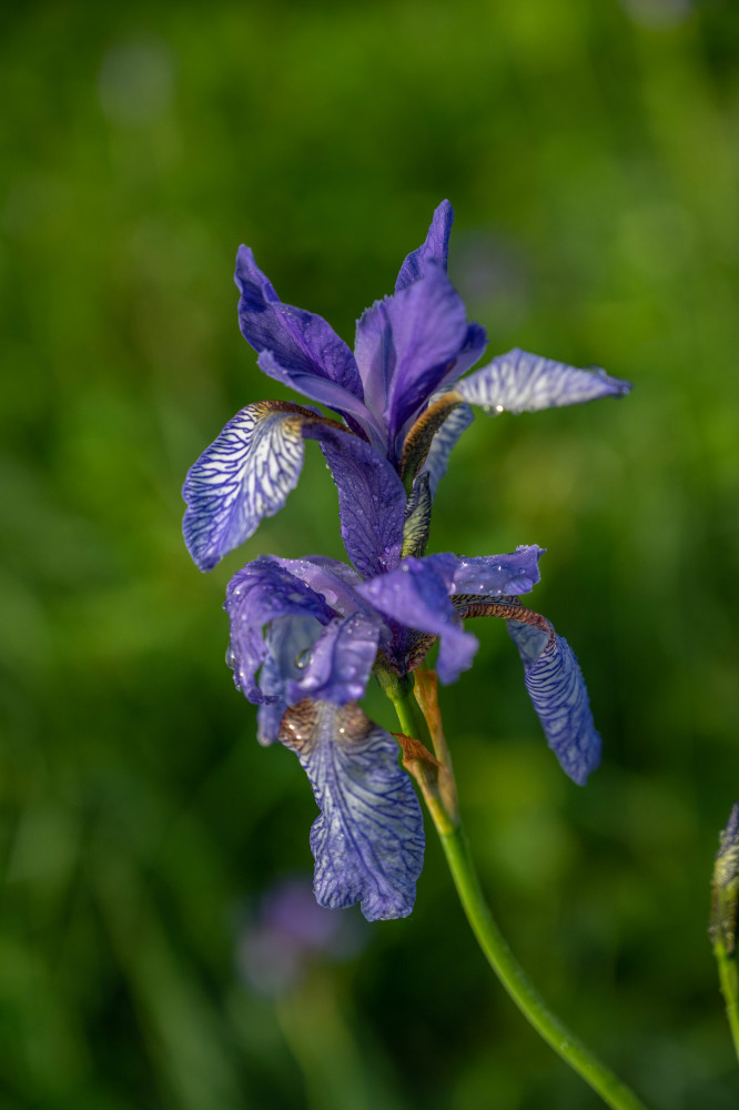 Preview Manuel_Capellari_CAP2005300701407285.jpg