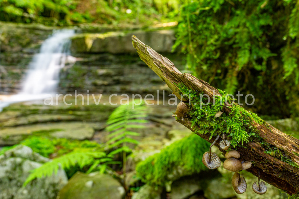 Preview Manuel_Capellari_CAP2008151532281.jpg