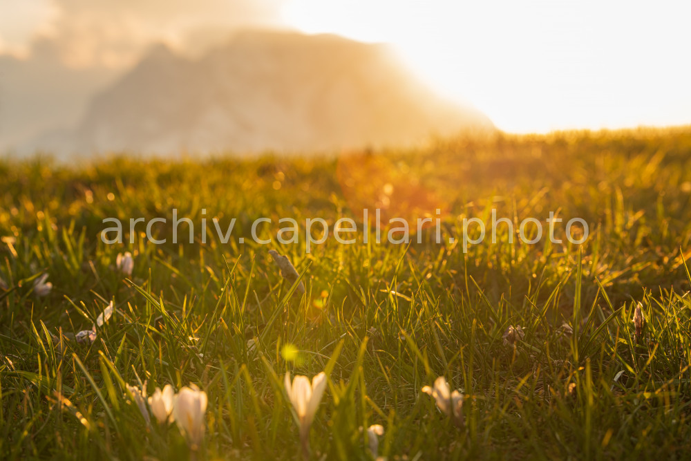 Preview Manuel_Capellari_CAP2104251924531185.jpg