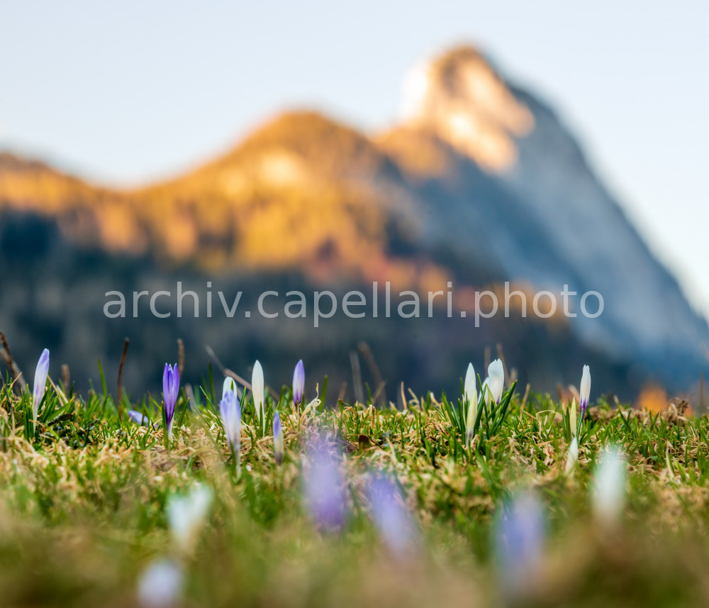 Preview Manuel_Capellari_CAP2105031919282.jpg