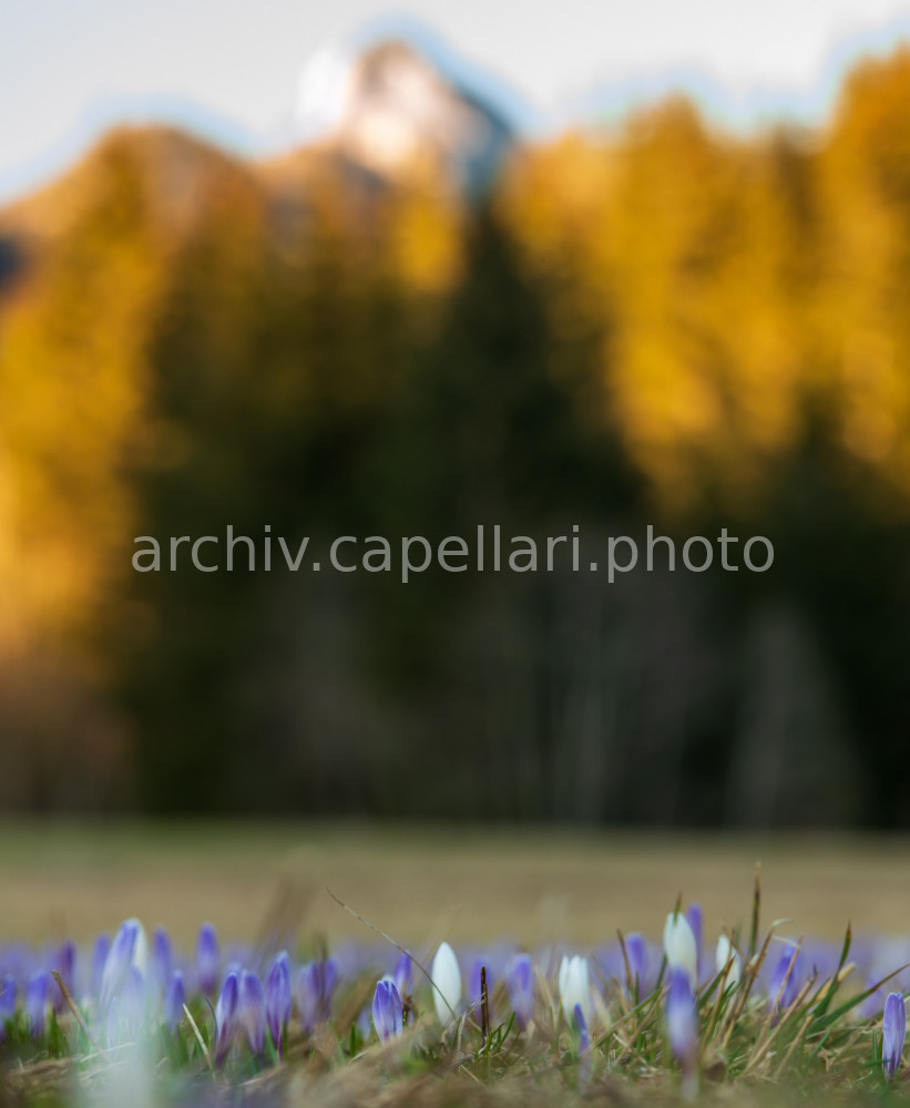 Preview Manuel_Capellari_CAP2105031924264.jpg